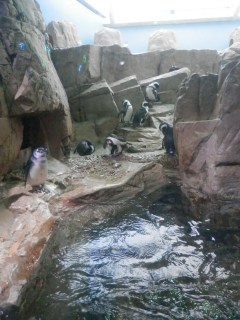 Penguin habitat
